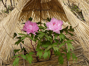 筥崎宮 花庭園9