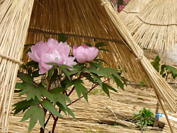 筥崎宮 花庭園2