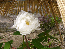 筥崎宮 花庭園4