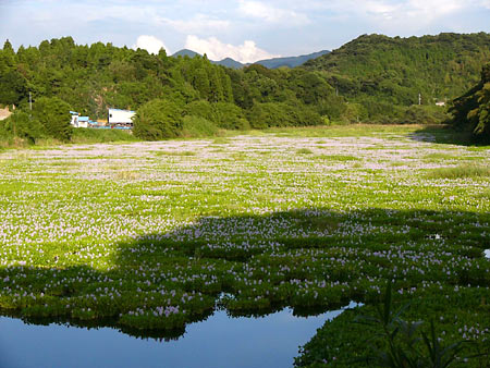 正円池のホテイアオイ１