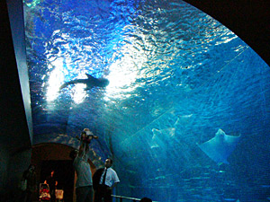 鹿児島 水族館