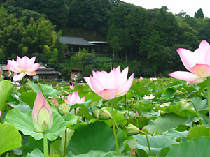 臼杵の石仏 蓮の花2
