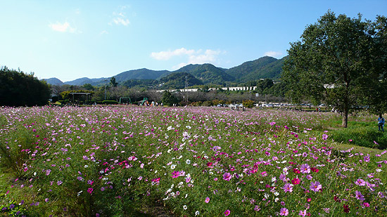 金立公園のコスモス園1